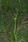 Greater bladder sedge